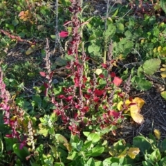 Chenopodium album (Fat Hen) at Isaacs Ridge Offset Area - 19 May 2020 by Mike