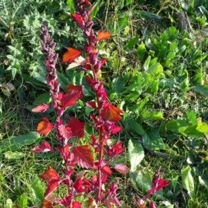 Chenopodium album at Isaacs Ridge and Nearby - 19 May 2020