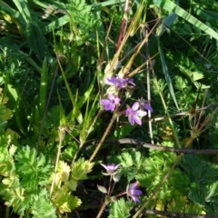 Erodium cicutarium (Common Storksbill, Common Crowfoot) at Isaacs Ridge - 19 May 2020 by Mike