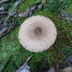 Macrolepiota sp. at Jerrabomberra, ACT - 19 May 2020