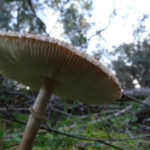 Macrolepiota sp. at Jerrabomberra, ACT - 19 May 2020 03:06 PM