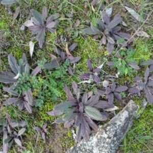 Ajuga australis at Isaacs Ridge and Nearby - 19 May 2020