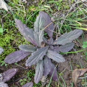 Ajuga australis at Isaacs Ridge and Nearby - 19 May 2020