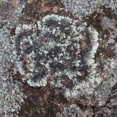 Parmeliaceae (family) (A lichen family) at Isaacs Ridge - 18 May 2020 by Mike