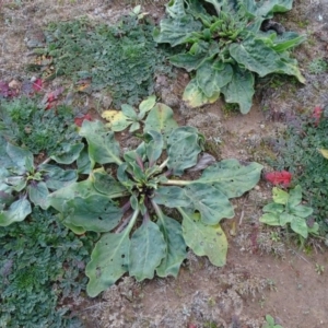 Echium plantagineum at Isaacs, ACT - 18 May 2020