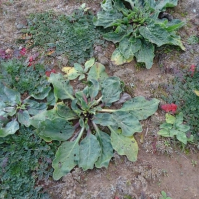 Echium plantagineum (Paterson's Curse) at Isaacs, ACT - 18 May 2020 by Mike