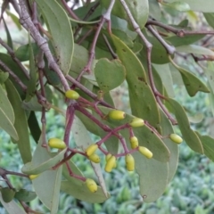 Muellerina eucalyptoides at Isaacs, ACT - 18 May 2020