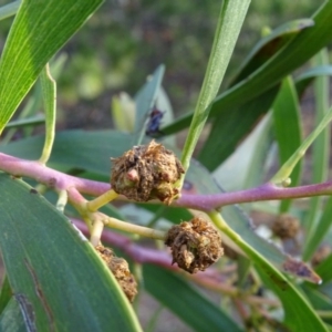 Dasineura sp. (genus) at Isaacs, ACT - 18 May 2020