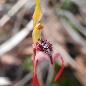 Chiloglottis reflexa at Hackett, ACT - suppressed