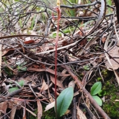 Chiloglottis reflexa at Hackett, ACT - suppressed