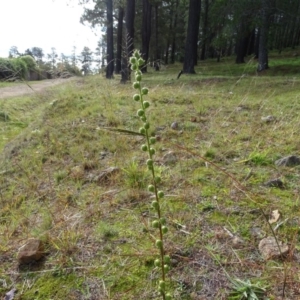 Verbascum virgatum at Isaacs, ACT - 18 May 2020