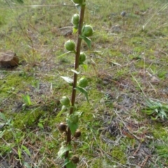 Verbascum virgatum at Isaacs, ACT - 18 May 2020