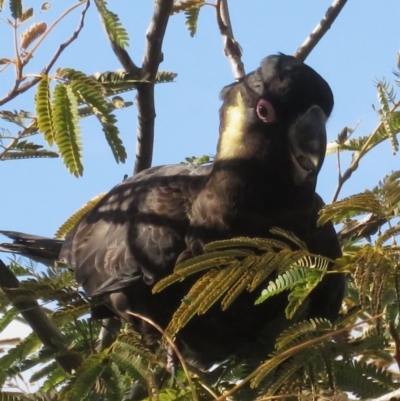 Zanda funerea (Yellow-tailed Black-Cockatoo) at Narrabundah, ACT - 20 May 2020 by RobParnell