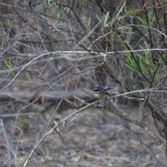 Rhipidura albiscapa (Grey Fantail) at Wamboin, NSW - 20 Apr 2020 by natureguy