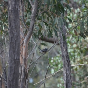 Rhipidura albiscapa at Wamboin, NSW - 20 Apr 2020