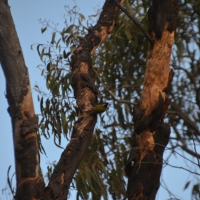 Nesoptilotis leucotis (White-eared Honeyeater) at Wamboin, NSW - 20 Apr 2020 by natureguy