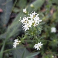 Asperula conferta (Common Woodruff) at Bredbo, NSW - 7 Apr 2020 by Illilanga