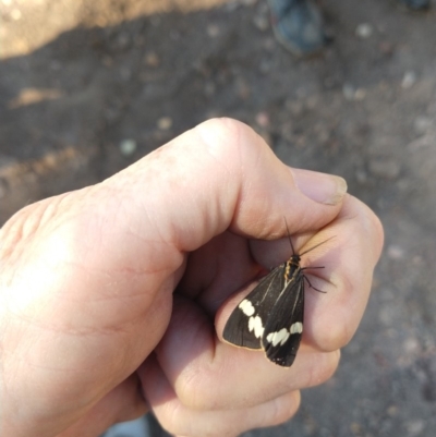 Nyctemera amicus (Senecio Moth, Magpie Moth, Cineraria Moth) at Surf Beach, NSW - 19 May 2020 by LyndalT