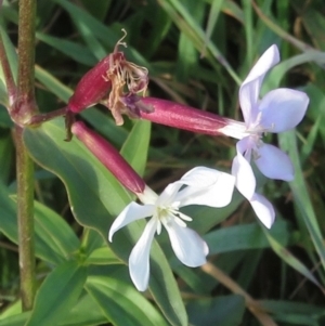 Saponaria officinalis at Coree, ACT - 19 May 2020