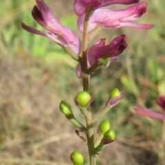 Fumaria sp. (Fumitory) at Coree, ACT - 19 May 2020 by RobParnell