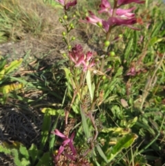 Fumaria sp. at Coree, ACT - 19 May 2020