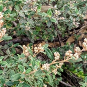 Pomaderris pallida at Kambah, ACT - 20 May 2020 09:07 AM