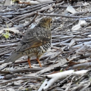 Zoothera lunulata at Acton, ACT - 19 May 2020