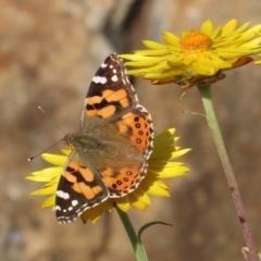 Vanessa kershawi (Australian Painted Lady) at Acton, ACT - 19 May 2020 by RodDeb