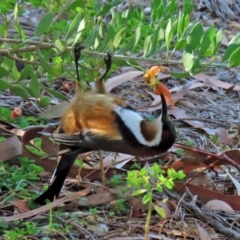 Acanthorhynchus tenuirostris (Eastern Spinebill) at ANBG - 19 May 2020 by RodDeb