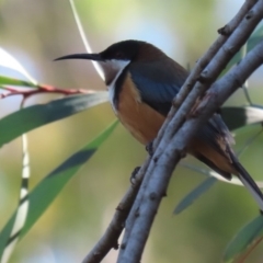 Acanthorhynchus tenuirostris at Hackett, ACT - 19 May 2020 12:53 PM