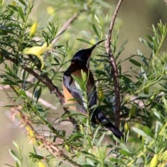 Acanthorhynchus tenuirostris at Hackett, ACT - 19 May 2020 12:53 PM