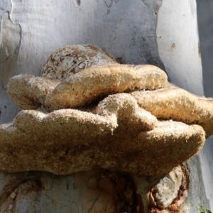 Laetiporus portentosus at Hackett, ACT - 19 May 2020