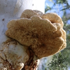 Laetiporus portentosus at Hackett, ACT - 19 May 2020