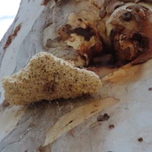 Laetiporus portentosus at Hackett, ACT - 19 May 2020 12:33 PM