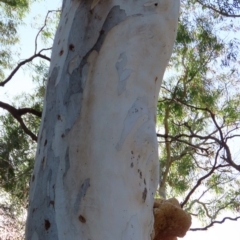 Laetiporus portentosus at Hackett, ACT - 19 May 2020