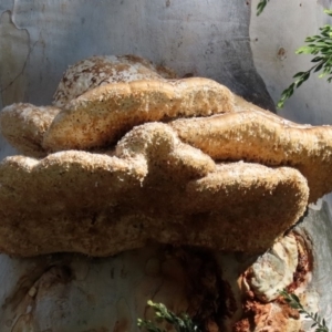 Laetiporus portentosus at Hackett, ACT - 19 May 2020 12:33 PM