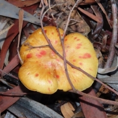 Unverified Cap on a stem; gills below cap [mushrooms or mushroom-like] at Acton, ACT - 19 May 2020 by RodDeb