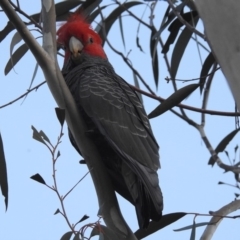 Callocephalon fimbriatum (Gang-gang Cockatoo) at Acton, ACT - 19 May 2020 by RodDeb