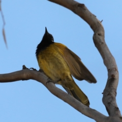 Nesoptilotis leucotis (White-eared Honeyeater) at Majura, ACT - 18 May 2020 by jb2602