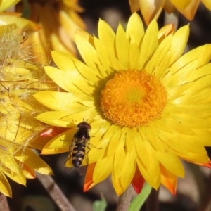 Melangyna viridiceps at Acton, ACT - 19 May 2020