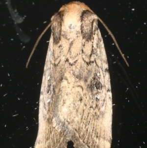 Proteuxoa provisional species 2 at Ainslie, ACT - 18 May 2020