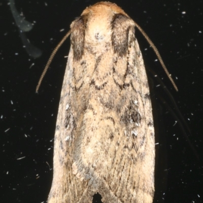 Unidentified Noctuoid moth (except Arctiinae) at Ainslie, ACT - 18 May 2020 by jb2602