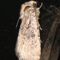 Proteuxoa provisional species 2 at Ainslie, ACT - 18 May 2020