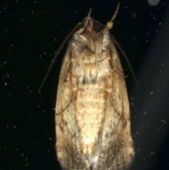 Proteuxoa provisional species 2 at Ainslie, ACT - 18 May 2020