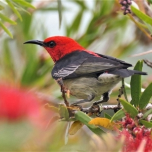 Myzomela sanguinolenta at Black Range, NSW - 11 Oct 2015 11:39 AM