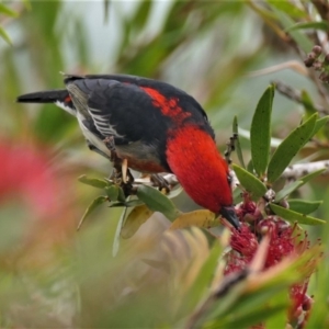 Myzomela sanguinolenta at Black Range, NSW - 11 Oct 2015 11:39 AM