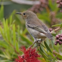 Myzomela sanguinolenta at Black Range, NSW - 11 Oct 2015 11:39 AM