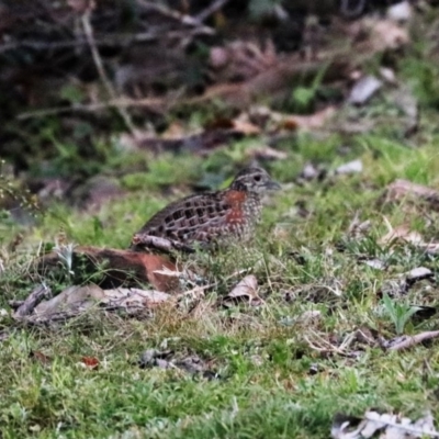 Turnix varius (Painted Buttonquail) at Black Range, NSW - 28 Oct 2016 by AndrewMcCutcheon