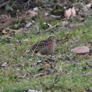 Turnix varius at Black Range, NSW - 28 Oct 2016 06:20 PM