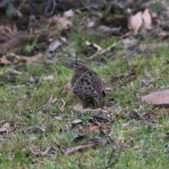 Turnix varius at Black Range, NSW - 28 Oct 2016 06:20 PM
